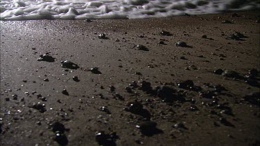 Loggerhead turtle hatchlings at night make their way over pebble beach. The surf is in sight.