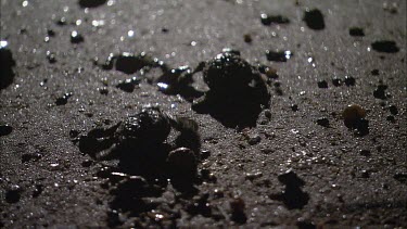 Loggerhead turtle hatchlings at night enter surf