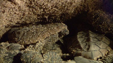 Loggerhead turtle hatchlings in nest. Hatching. Extreme close up of shell and flippers. Interior of nest