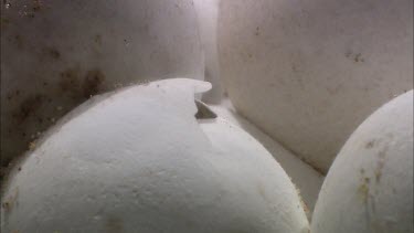 Turtles hatching from round white eggs. Shot in laboratory.  Droplets of fluid being pushed out of egg by hatching turtle.