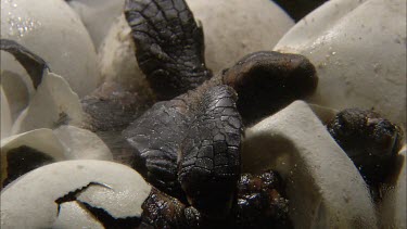 Turtles hatching