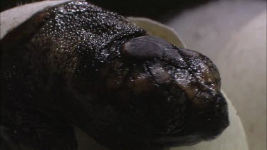 Loggerhead Turtle hatchling pushing out of egg shell