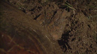 Flipper digging nest burrow. Digging hole for egg laying.