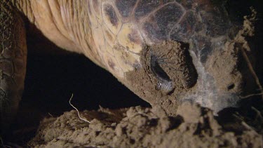 Head of turtle. Turtle beginning nesting. Digging hole for egg laying.