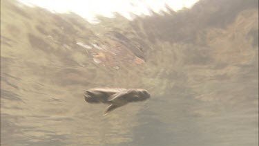 Loggerhead Turtle hatchling swimming