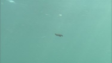 Loggerhead Turtle hatchling swimming