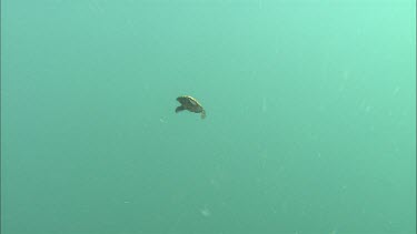 Loggerhead Turtle hatchling swimming