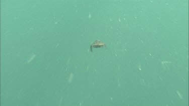 Loggerhead Turtle hatchling swimming