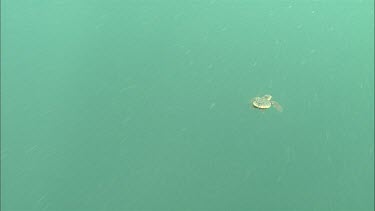 Loggerhead Turtle hatchling swimming