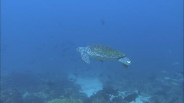 Green turtle swimming, floating in current