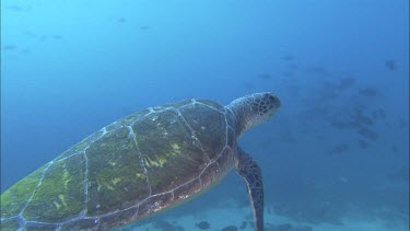 Green turtle swimming away from camera and drifing in current.  Long shot