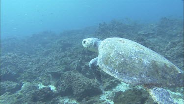 Loggerhead Turtle swimming slowly turning.