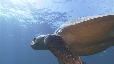 Loggerhead Turtle drifting slowly with current effortless. Slowly.