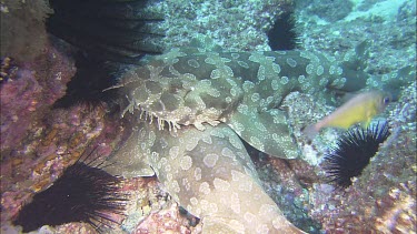 Two wobbegong sharks resting on seafloor. bottom-dwelling sharks and spend much of their time resting on the sea floor. Note small weed like whisker lobes around mouth, could be used as a lure. Wobbeg...
