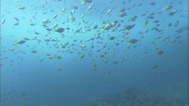 Mass of schooling reef fish swimming. See sexual dimorphism. The Eastern Pomfret, silvery and yellow along the back. There is a black bar behind the head. The Eastern Pomfret has yellow fins.