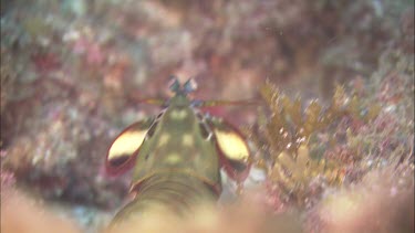 Peacock mantis shrimp, stomatopod scuttling and swimming along seabed, seafloor.