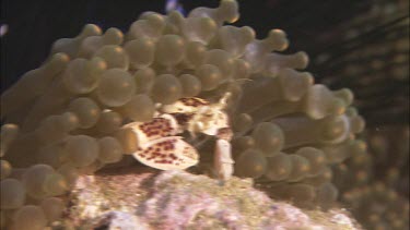 Crab in sea anenome.Anemone Entacmaea quadricolor. bulbs at the ends of the tentacles. Bulb tentacle sea anenome and crab.