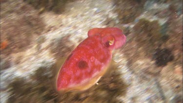 Cuttlefish swimming and display