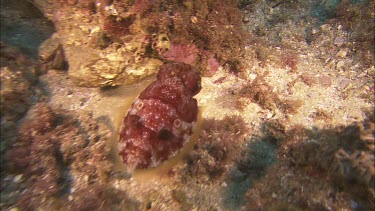 Cuttlefish swimming and display