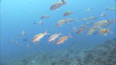 Black-spot Goatfish  black saddle with bright yellow patches dark stripes along body and pair of long barbels on chin. School of juveniles.