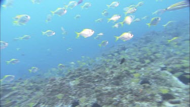 Various schooling fish, blue groper and bullseyes.