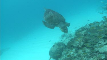 Male Loggerhead foraging, bites coral.