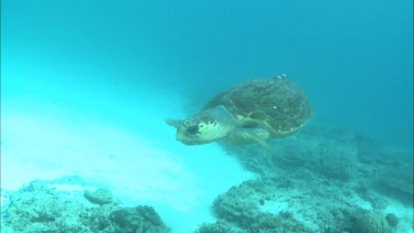 Loggerhead Turtle swims out of frame.