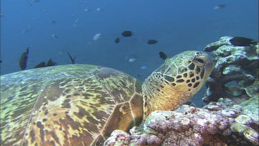 Green Turtle coral reef getting cleaned by cleaner fish. Cleaning station.