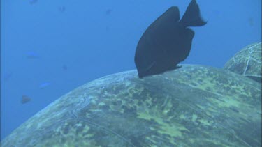 Green Turtle coral reef getting cleaned by cleaner fish. Cleaning station. Swims away.