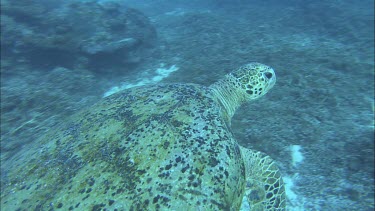 Green Turtle swims away