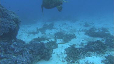 Juvenile green turtle swimming