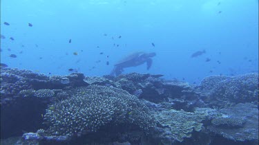 Green turtle swimming