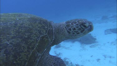 Green turtle swimming