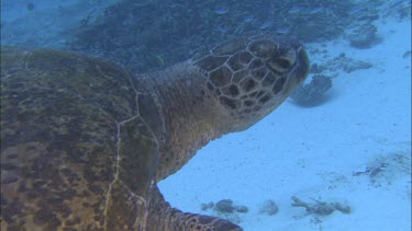 Green turtle swimming