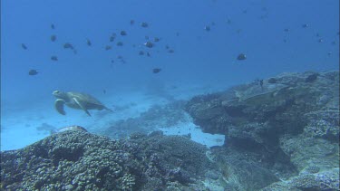 Lots of green turtles