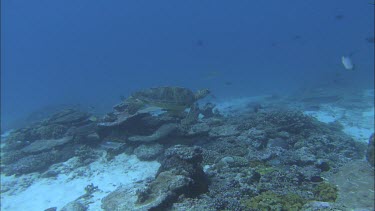 Lots of green turtles