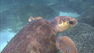 Loggerhead Turtle floating, swimming, shot from below