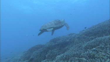 Loggerhead Turtle swimming over staghorn coral