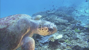 Loggerhead Turtle swimming over coral reef