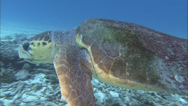 Loggerhead Turtle swimming over coral reef