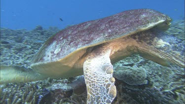 Male Loggerhead foraging, feeding