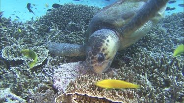 Male Loggerhead foraging, feeding