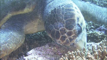 Male Loggerhead foraging, feeding, opens beak wide.