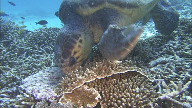 Male Loggerhead foraging, feeding, opens beak wide.