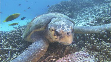 Male Loggerhead foraging, feeding
