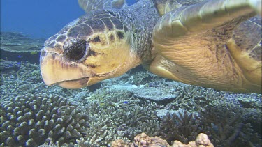 Loggerhead Turtle swimming over coral reef