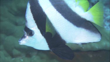 Breeding Pair of Reef Bannerfish next to coral.