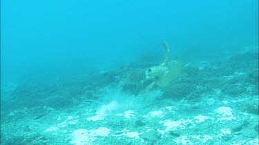 Two male loggerhead turtles fighting. The one chases the other, they circle through the water