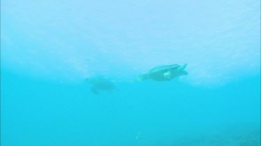 Two male loggerhead turtles fighting. The one chases the other, they circle through the water. The chaser tries to bite the other turtle.