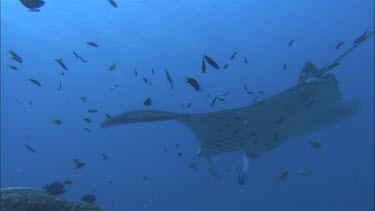 Manta Ray at a cleaning station on a reef